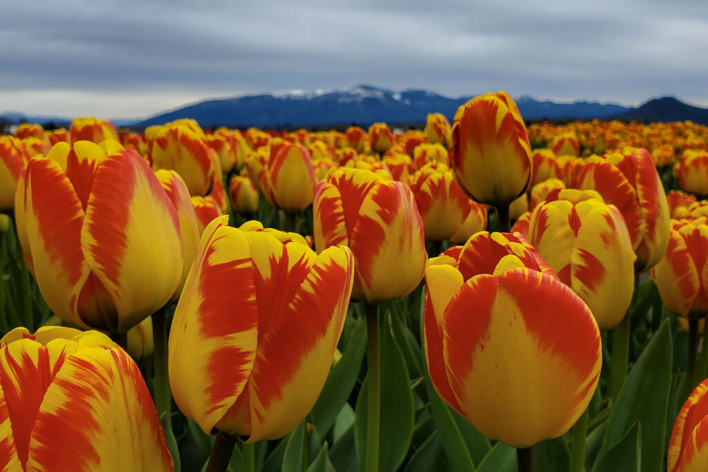 Photograph of yellow and red tulip field with the Cascade Mountain range in the background