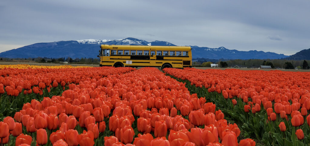 Photograph of red tulip field with an old school bus and the Cascade Mountain range in the background. 